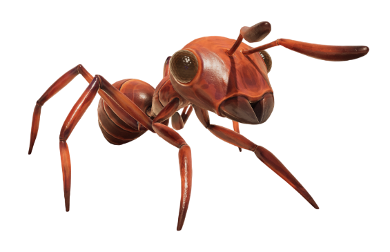 Red Worker Ant